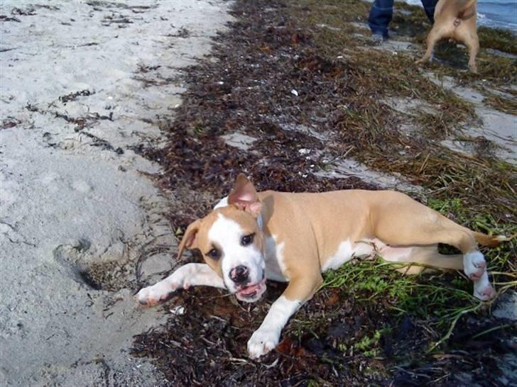 Amerikansk staffordshire terrier Chika billede 10