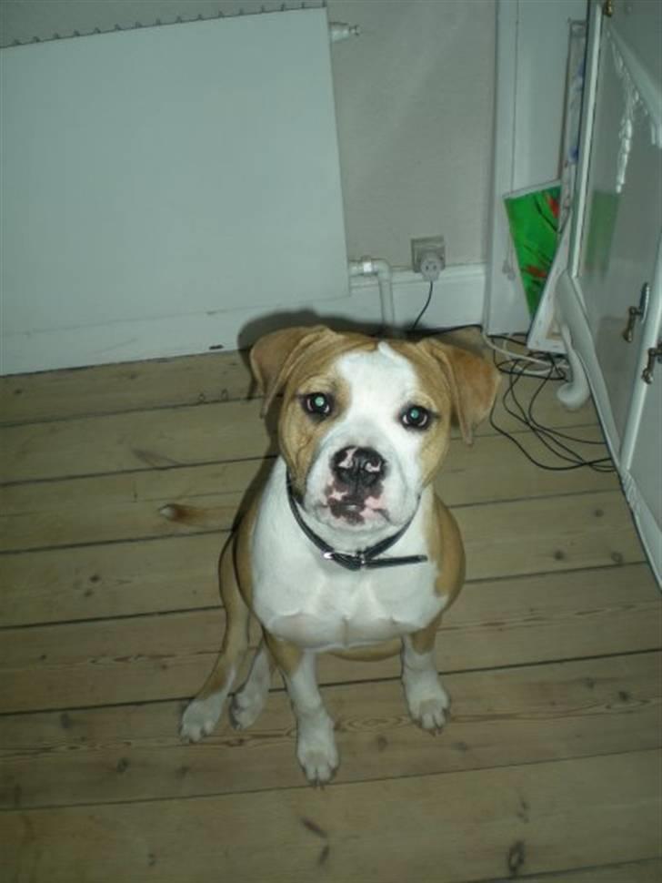 Amerikansk staffordshire terrier Chika billede 12