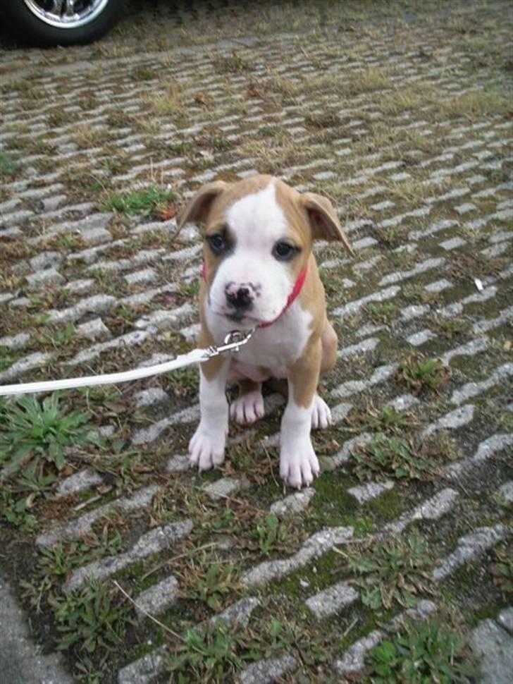 Amerikansk staffordshire terrier Chika billede 13