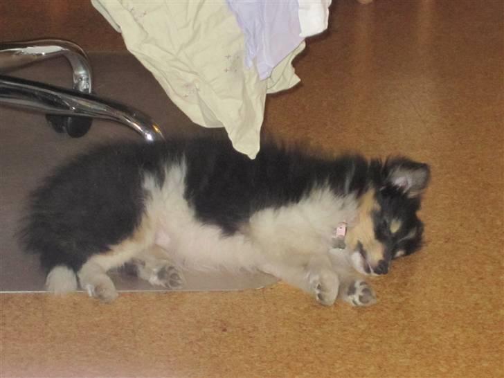 Shetland sheepdog Smilla billede 10