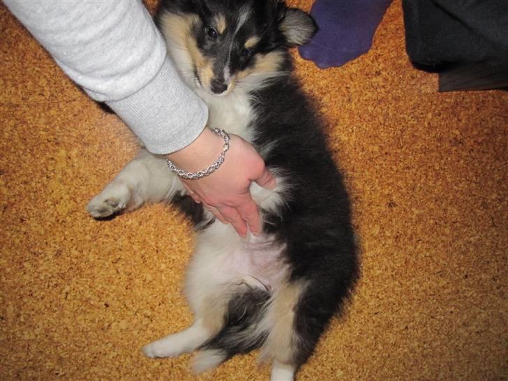 Shetland sheepdog Smilla billede 11