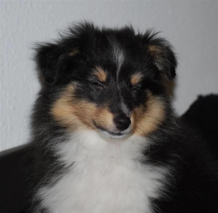 Shetland sheepdog Smilla billede 12