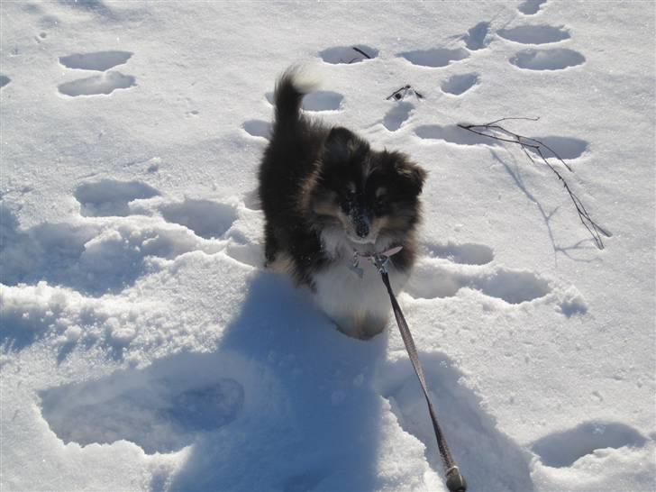 Shetland sheepdog Smilla billede 13