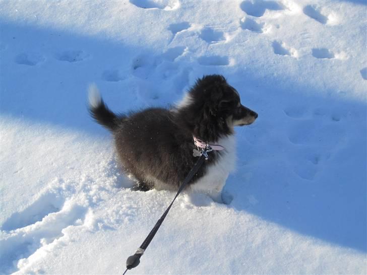 Shetland sheepdog Smilla billede 14