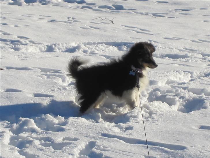 Shetland sheepdog Smilla billede 15