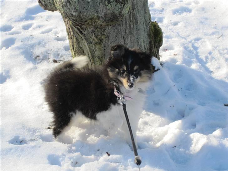 Shetland sheepdog Smilla billede 16