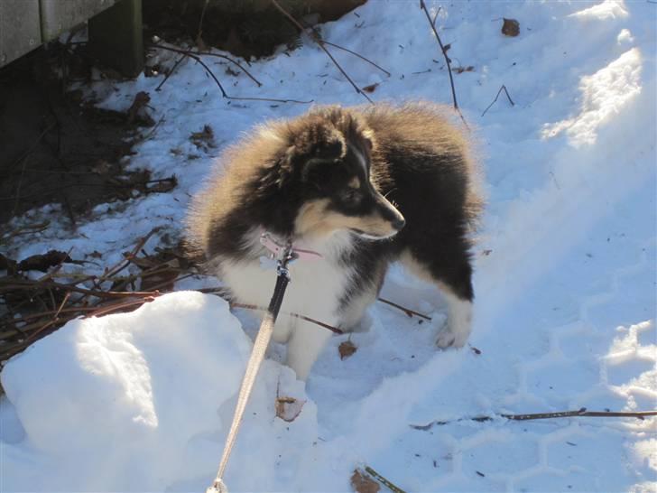 Shetland sheepdog Smilla billede 17