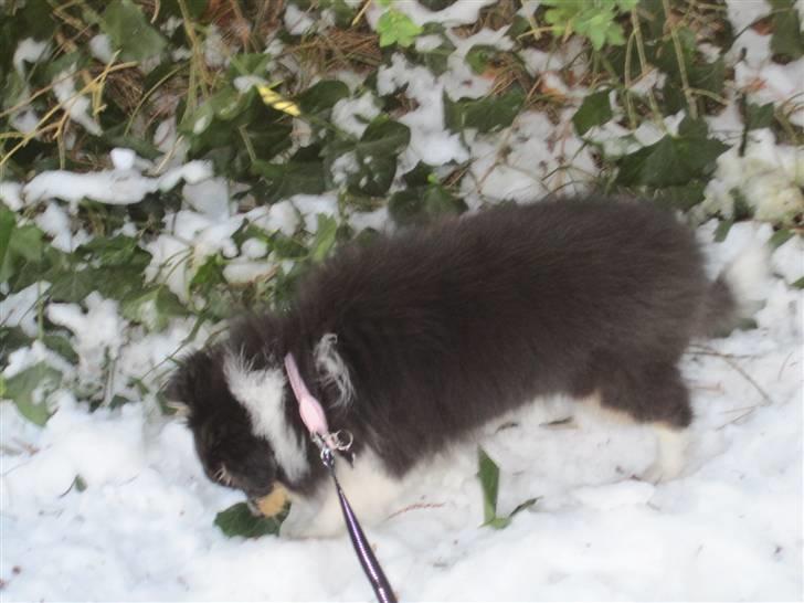 Shetland sheepdog Smilla billede 18