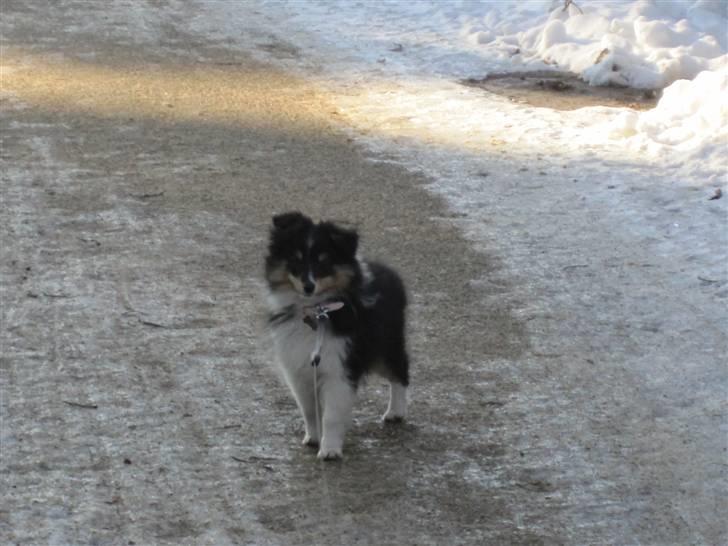 Shetland sheepdog Smilla billede 19