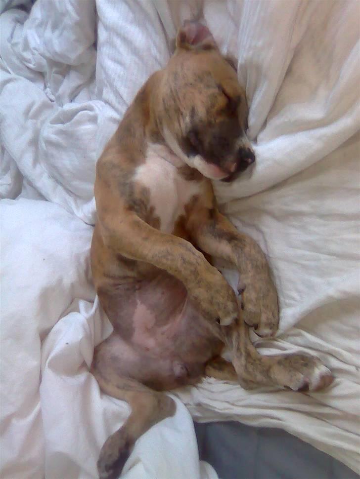 Amerikansk staffordshire terrier Frøken billede 10