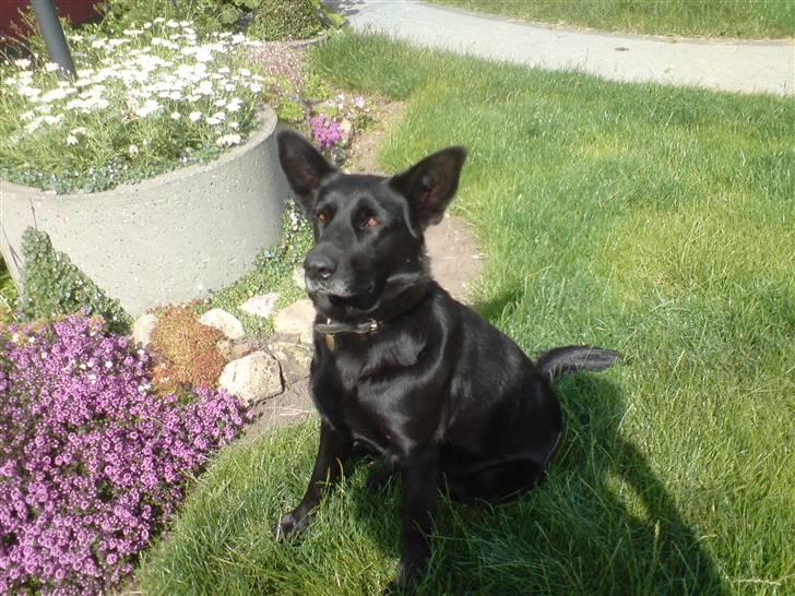 Schæferhund Thilde billede 1