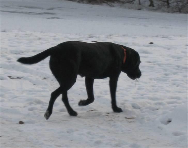 Labrador retriever Fieona - Jeg kan lige liste væk, mens hun ikke ser mig! billede 6