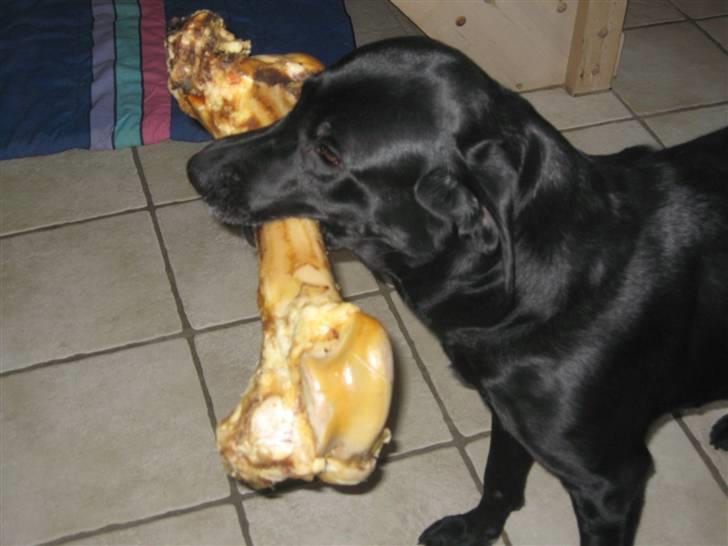 Labrador retriever Fieona - SE MIG! jeg kan bære min store jhulegave ;b billede 7