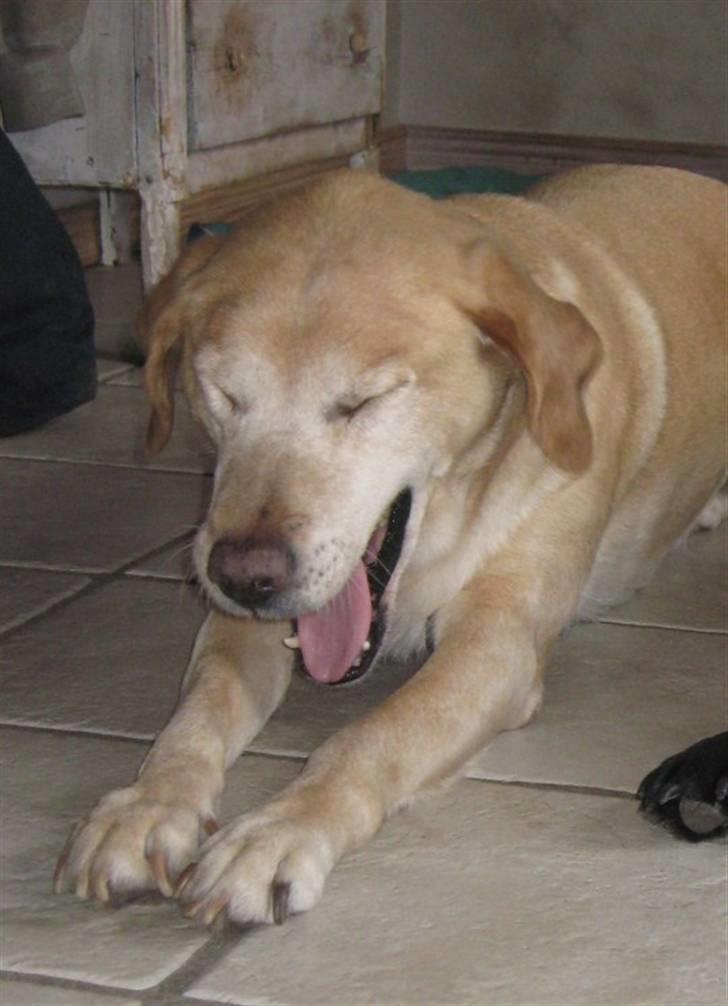 Labrador retriever Schully- Aflivet /; - gaaaab! billede 4