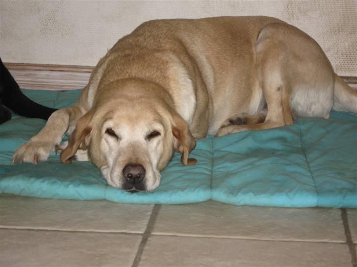 Labrador retriever Schully- Aflivet /; billede 5