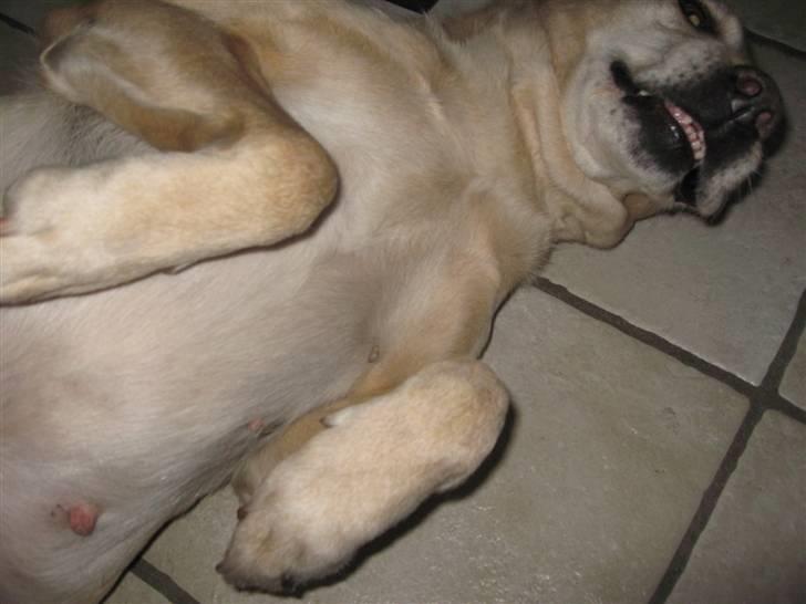 Labrador retriever Schully- Aflivet /; billede 6