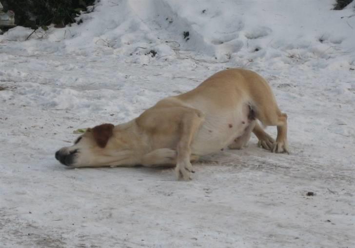 Labrador retriever Schully- Aflivet /; billede 7
