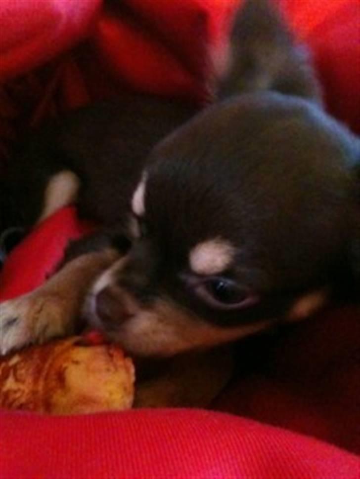 Chihuahua Mille billede 6