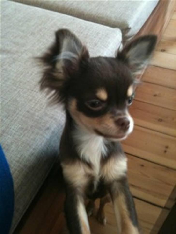 Chihuahua Mille billede 7