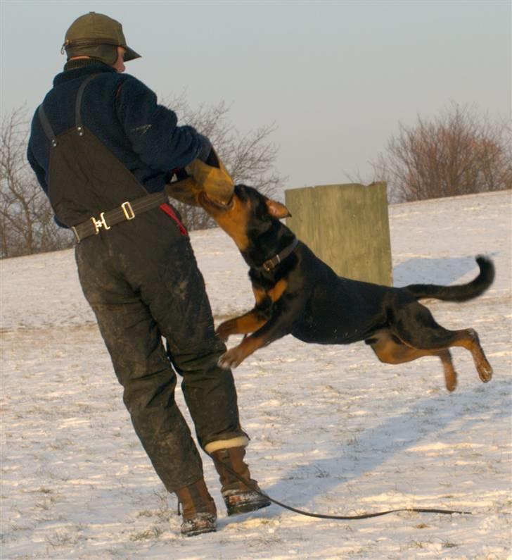 Rottweiler Skaga-rotts Balder - En flyvetur med Claus billede 13