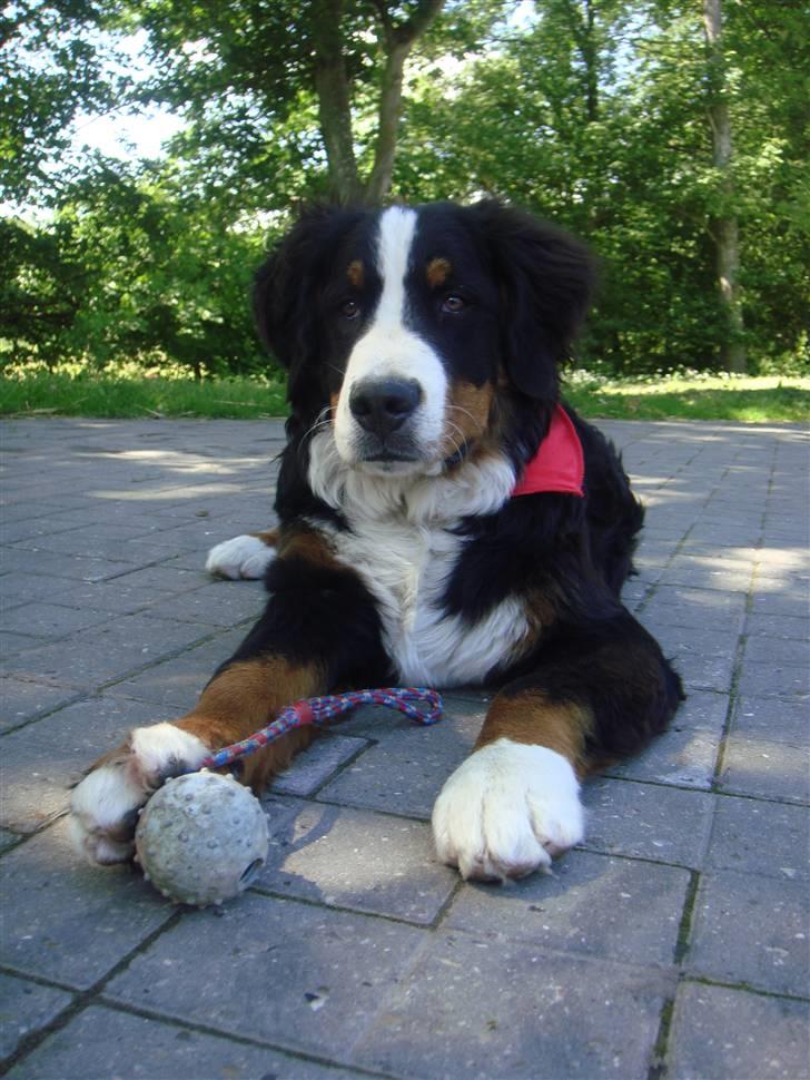 Berner sennenhund Lucas - ½ år. billede 9