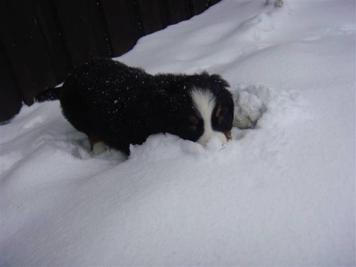 Berner sennenhund Lucas - Sne, det er bare skægt. Prøv se, hvis man gemmer hele hovedet ned i, så kan i ikke finde mig. billede 10