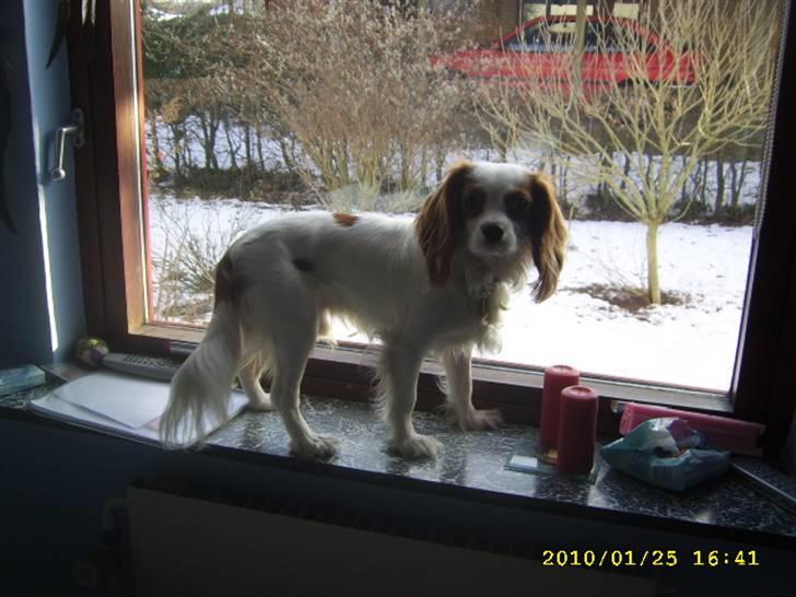 Cavalier king charles spaniel Fifi´s Prins sofus - de fugle er nu spændende... men de vil ikke lege med mig billede 10