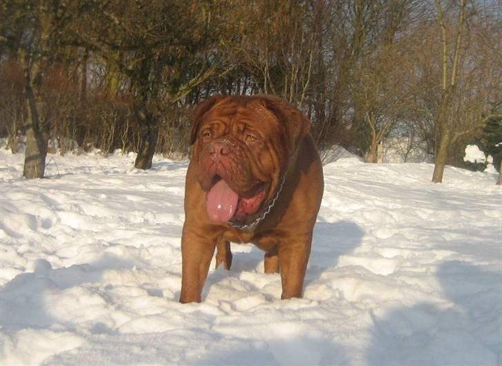 Dogue de bordeaux Clio - Clio 3 år i sneen billede 12