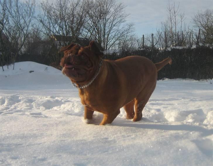 Dogue de bordeaux Clio - Whoohooo billede 13
