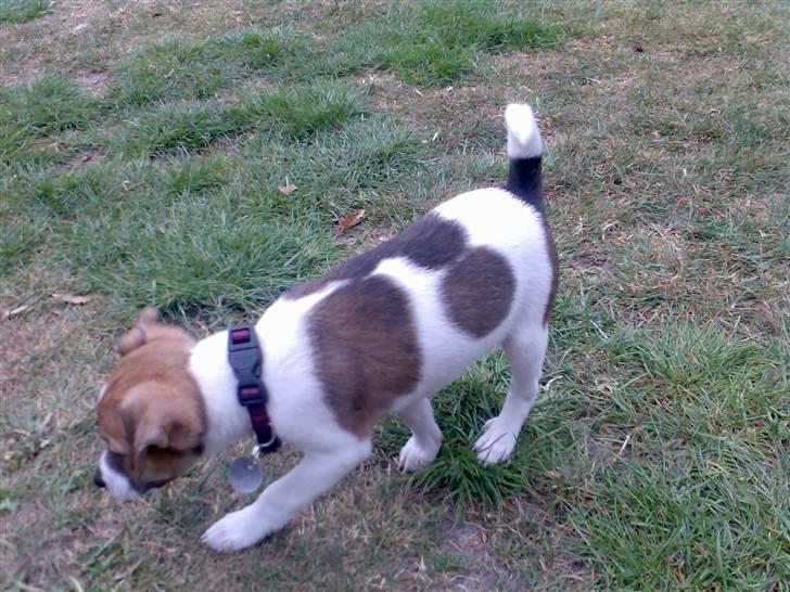 Dansk svensk gaardhund Sonie billede 6