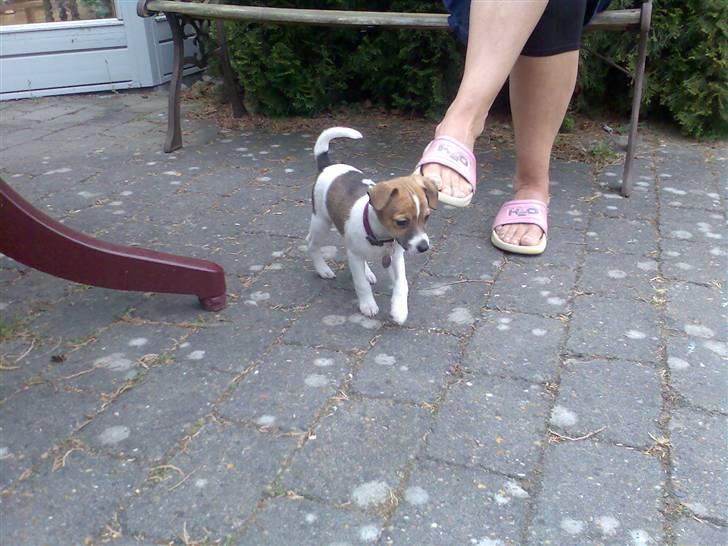 Dansk svensk gaardhund Sonie - helt nyt og ikke ret stort billede 7