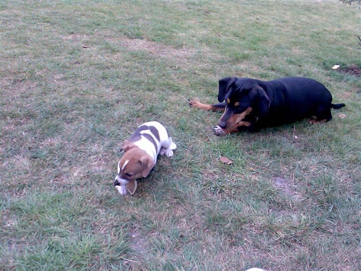 Dansk svensk gaardhund Sonie - lidt forskel på størrelsen,men stadigt to "små" hunde billede 9