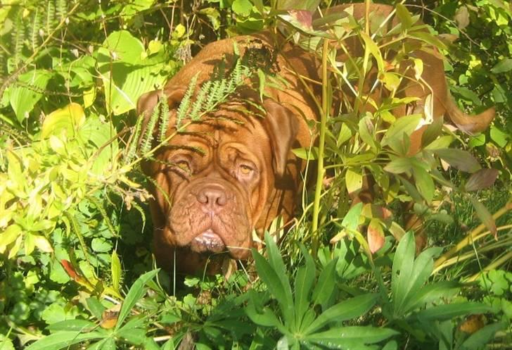 Dogue de bordeaux Clio - Queen of the jungle billede 16