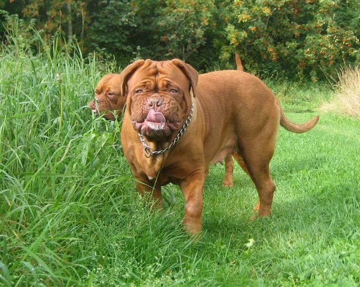 Dogue de bordeaux Clio billede 17