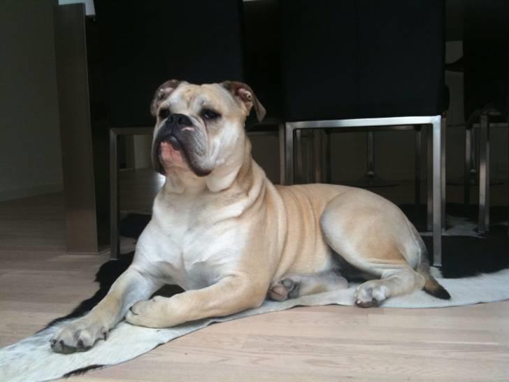 Olde english bulldogge Buffy's Junior billede 16