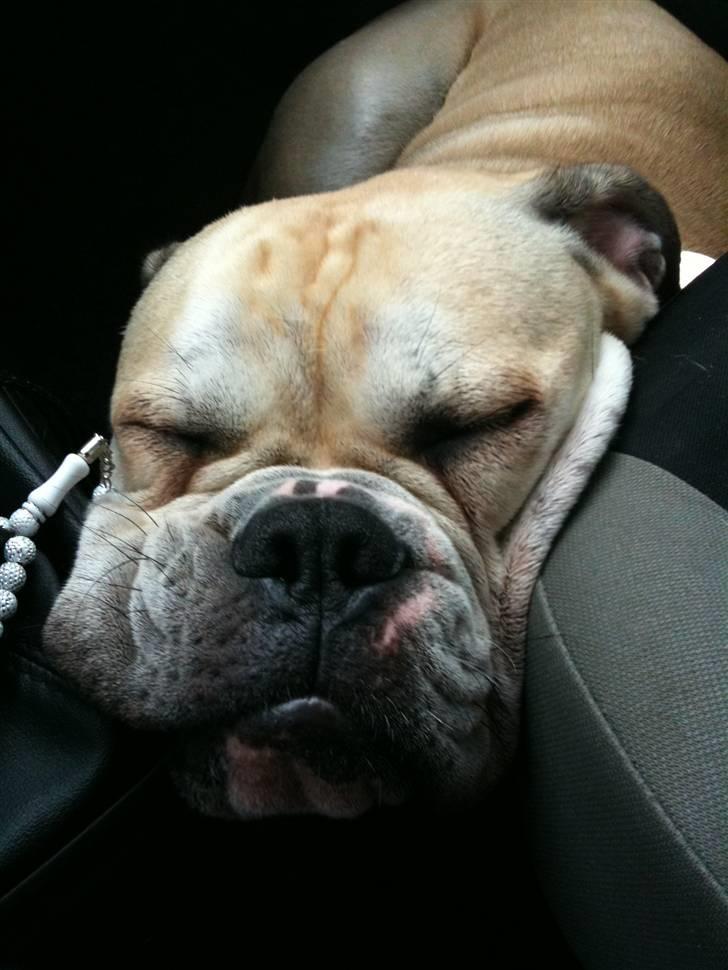 Olde english bulldogge Buffy's Junior - Det er hårdt at være med på tur.. :) billede 17