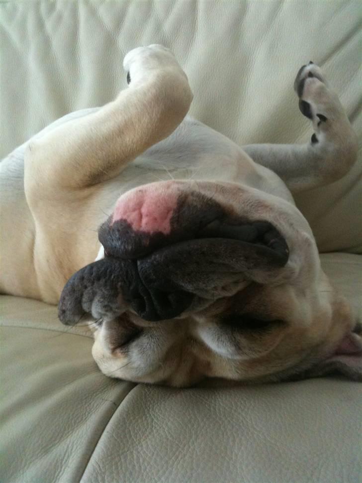 Olde english bulldogge Buffy's Junior - Up-side down :) billede 13