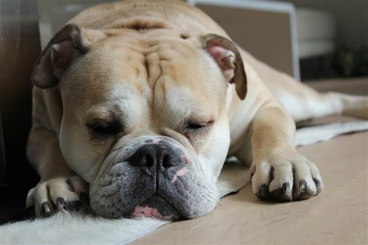 Olde english bulldogge Buffy's Junior - Nyder lige øjeblikket..  billede 8