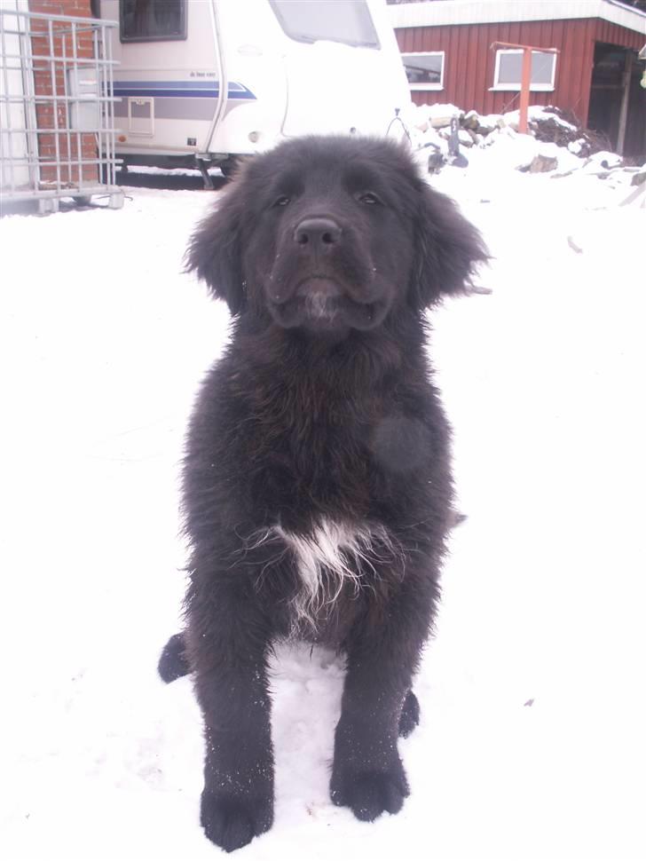Newfoundlænder Jasmin billede 2