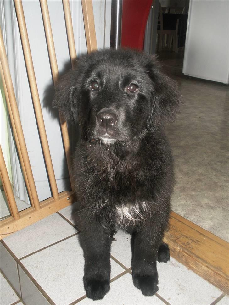 Newfoundlænder Jasmin billede 3