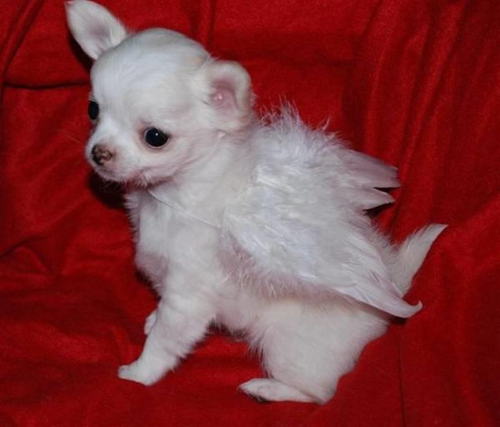 Chihuahua • Noah •  - Min lille engel<3 hehe;´) smiil billede 1