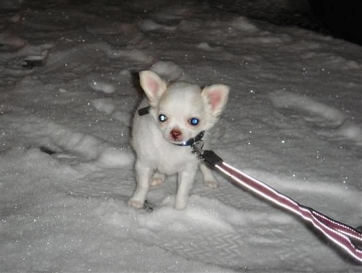 Chihuahua • Noah •  - Noah i sneén:´) billede 2