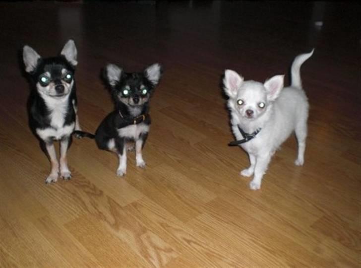Chihuahua • Noah •  - Da vi hentede ham;´) billede 3