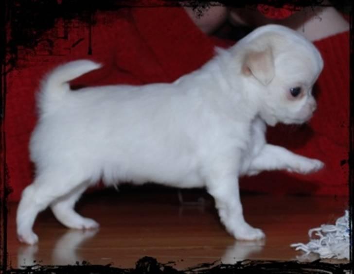 Chihuahua • Noah •  - Noah 7 uger - billedet er taget hos opdrætteren billede 4