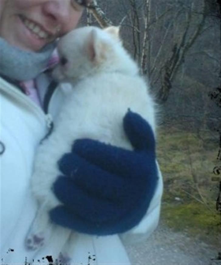 Chihuahua • Noah •  - Moar det koooldt:s billede 5