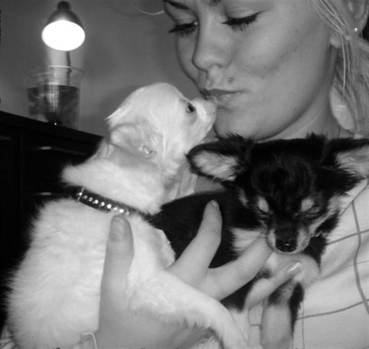 Chihuahua • Noah •  - Mys<3 - da vi skulle hente ham:) billede 6