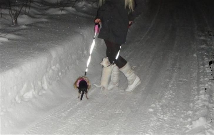 Chihuahua • Noah •  - Det koldt mooaar!! - jeg vil op.. billede 7