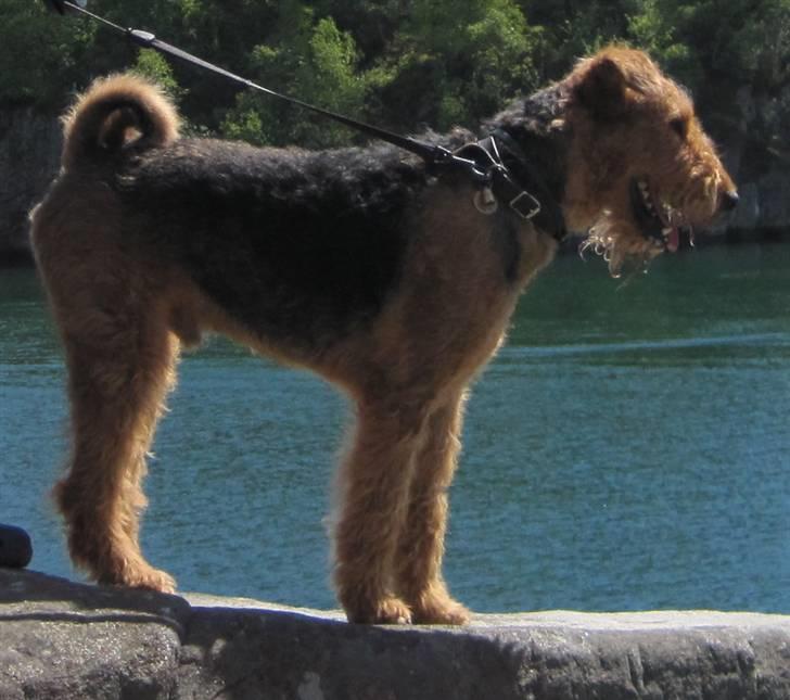 Airedale terrier Rex - Rex elsker at se på både billede 1