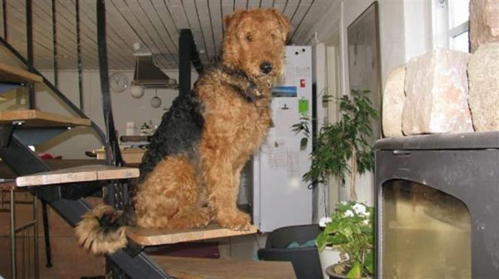 Airedale terrier Rex - elegant som en mis billede 2