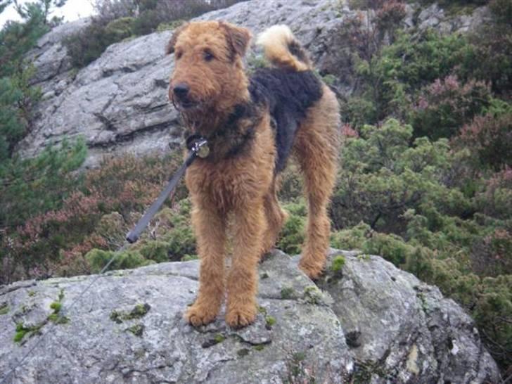 Airedale terrier Rex - på tur billede 3